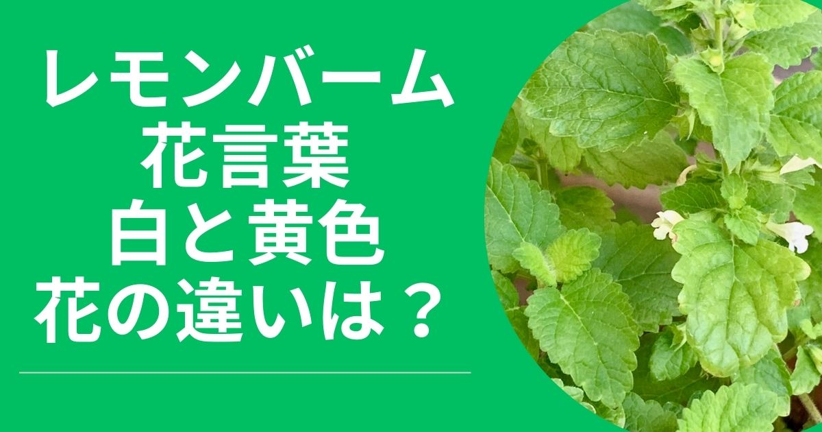 レモンバームの花言葉＊白と黄色の花の違いは？